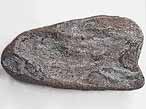 Dentition palatine fossile de Chimres Ischyodus du jurassique Boulonnais
