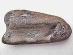 Dentition palatine fossile de Chimres Ischyodus du jurassique Boulonnais