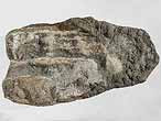 Dentition palatine fossile de Chimres Ischyodus du jurassique Boulonnais