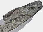 Dentition palatine fossile de Chimres Ischyodus du jurassique Boulonnais
