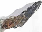 Dentition palatine fossile de Chimres Ischyodus du jurassique Boulonnais
