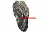 Dentition palatine fossile de Chimres Ischyodus du jurassique Boulonnais