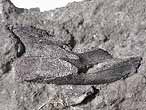 Dentition palatine fossile de Chimres Ischyodus du jurassique Boulonnais