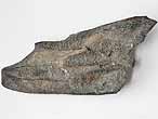 Dentition palatine fossile de Chimres Ischyodus du jurassique Boulonnais