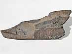 Dentition palatine fossile de Chimres Ischyodus du jurassique Boulonnais