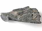 Dentition palatine fossile de Chimres Ischyodus du jurassique Boulonnais