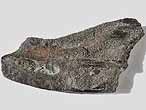 Dentition mandibulaire fossile de Chimre Ischyodus du jurassique Boulonnais