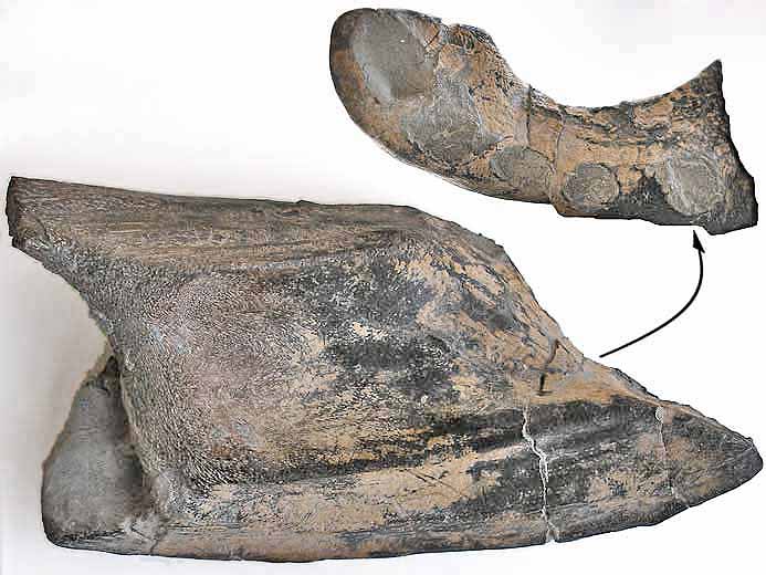 image dentition chimre Ischyodus fossile jurassique Boulonnais