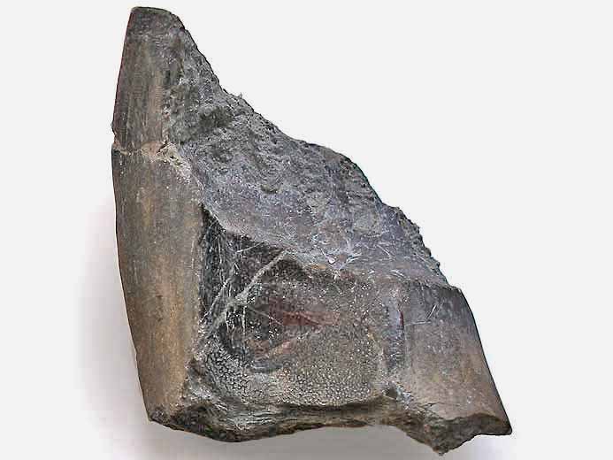 Ischyodus egertoni : Dentition vomerienne - fossile jurassique boulonnais