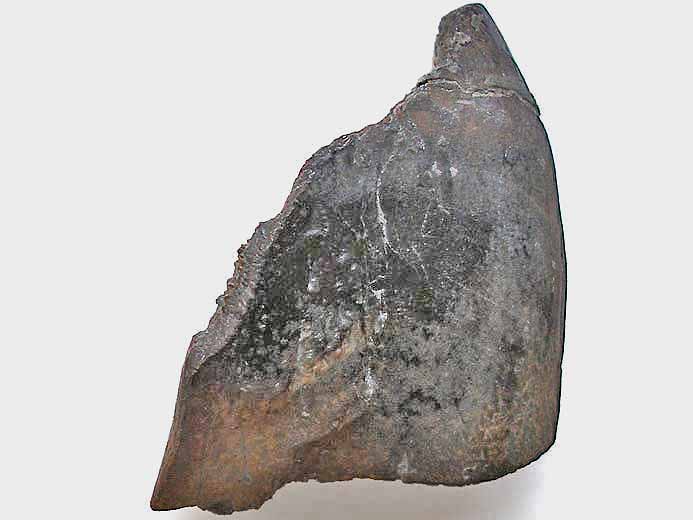 Ischyodus egertoni : Dentition vomerienne - fossile jurassique boulonnais
