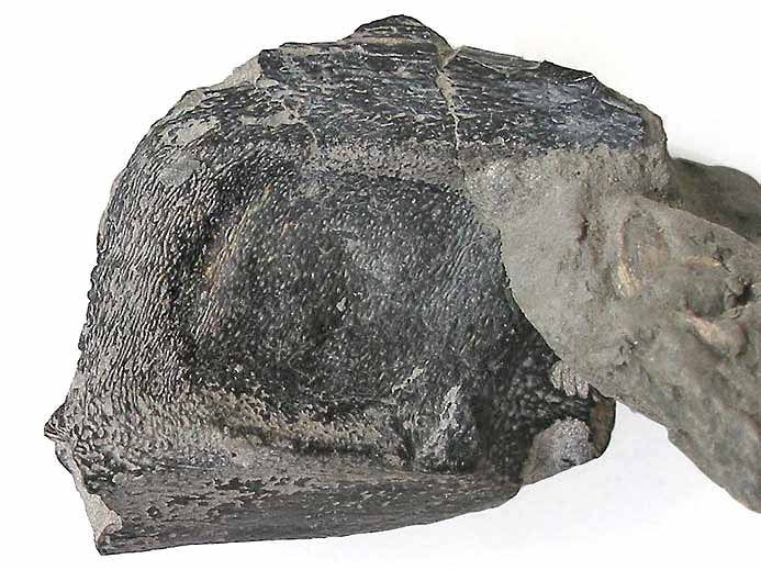 Ischyodus egertoni : Dentition vomerienne - fossile jurassique boulonnais