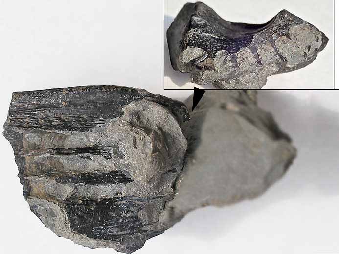 Ischyodus egertoni : Dentition vomerienne - fossile jurassique boulonnais