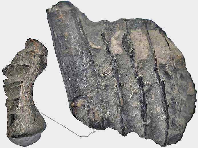 image dentition chimre Ischyodus fossile jurassique Boulonnais