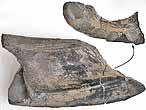 Dentition vomrienne de Chimre Ischyodus fossile du jurassique Boulonnais
