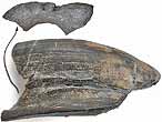 Dentition vomrienne de Chimre Ischyodus fossile du jurassique Boulonnais