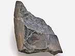 Dentition vomrienne de Chimre Ischyodus fossile du jurassique Boulonnais