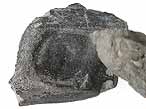 Dentition vomrienne de Chimre Ischyodus fossile du jurassique Boulonnais