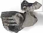 Dentition vomrienne de Chimre Ischyodus fossile du jurassique Boulonnais
