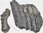 Dentition vomrienne de Chimre Ischyodus fossile du jurassique Boulonnais