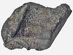 Dentition vomrienne de Chimre Ischyodus fossile du jurassique Boulonnais