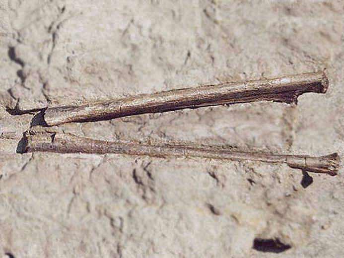 Mchoire pterodactyle fossile jurassique Boulonnais COPYRIGHT A.BOUVEUR