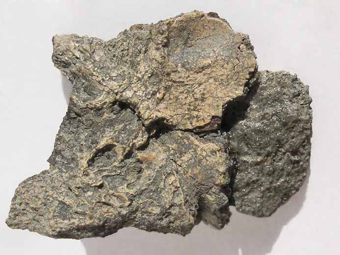 Ptrodactyle : os carr? fossile jurassique Boulonnais