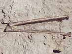 Mchoire de Ptrosaurien - fossile du jurassique Boulonnais, COPYRIGHT A.BOUVEUR
