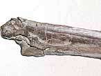 Mchoire de Ptrosaurien - fossile du jurassique Boulonnais, COPYRIGHT A.BOUVEUR