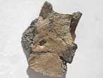 Ptrosaurien: os carr? - fossile du jurassique Boulonnais