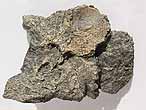 Ptrosaurien: os carr? - fossile du jurassique Boulonnais