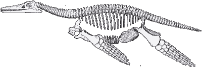 PLIOSAURIDAE