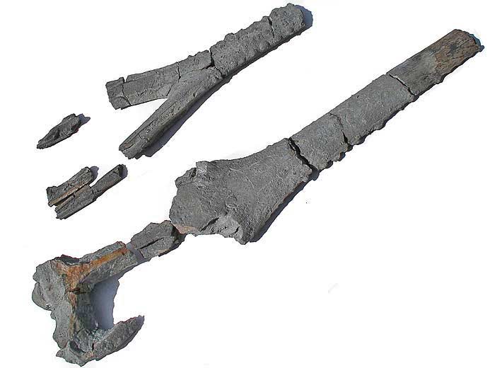 Steneosaurus: Crne et mchoires crocodile fossile IMAGE SOUMISE A COPYRIGHT