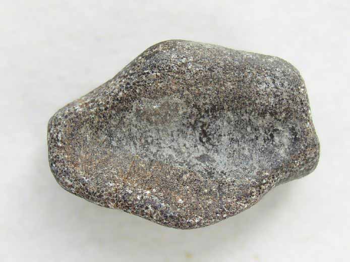 image mchoire suprieure de Reptile fossile jurassique Boulonnais