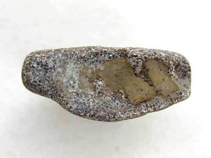 image mchoire suprieure de Reptile fossile jurassique Boulonnais