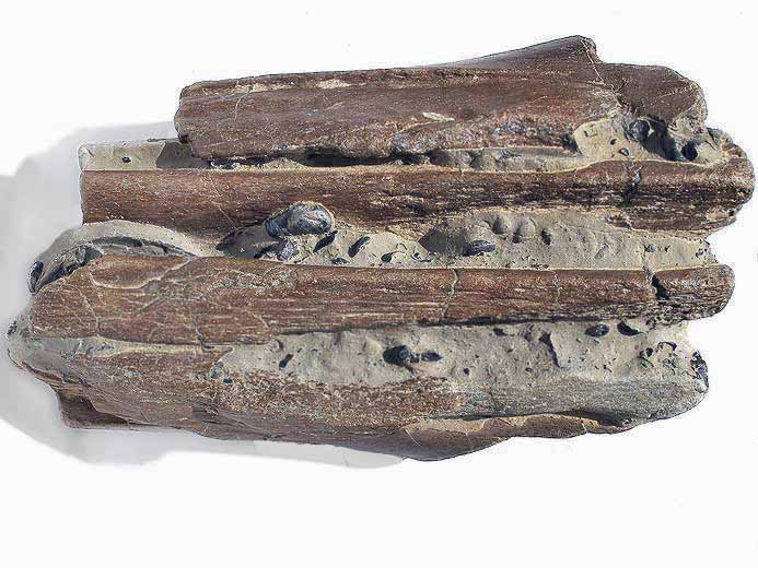 Ichthyosaurien (ophtalmosauridae) : mchoires fossiles jurassique Boulonnais