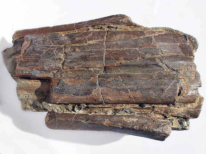 Ichthyosaurien: mchoires fossiles jurassique Boulonnais