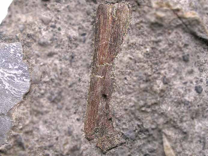 Mchoire suprieure de Reptile fossile jurassique Boulonnais