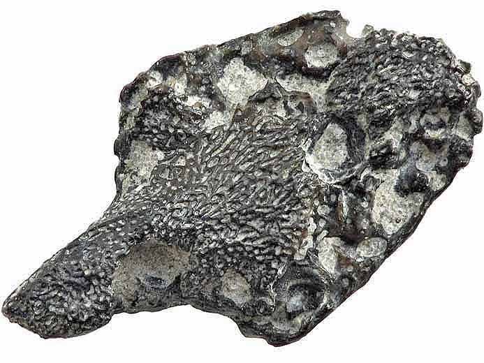 Mchoire de Reptile fossile jurassique Boulonnais