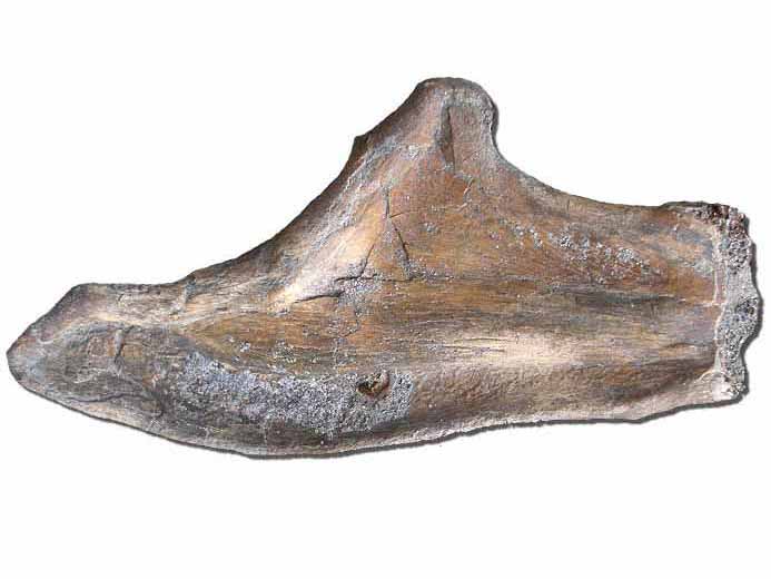 image mandibule de Reptile fossile jurassique Boulonnais