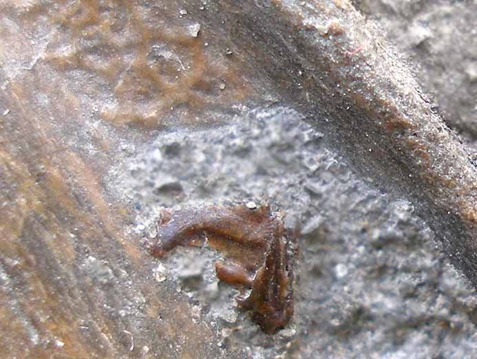 Os indtermin: Poisson fossile jurassique Boulonnais