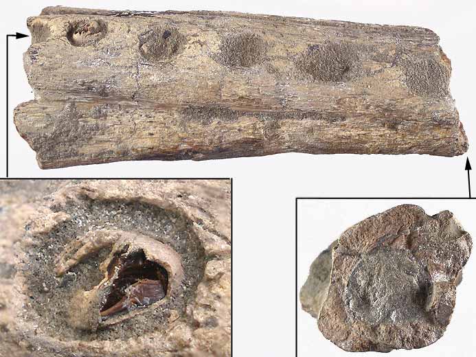 Crocodile fossile : Mchoire fossile jurassique Boulonnais