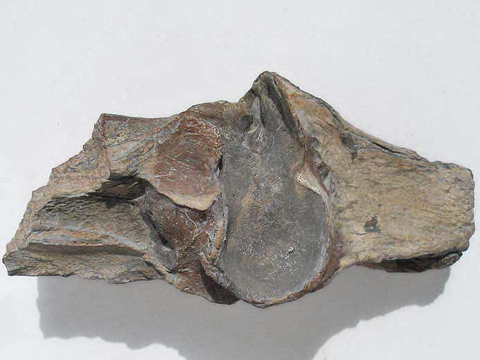 Mandibule Sauroptrygien articulaire fossile jurassique Boulonnais
