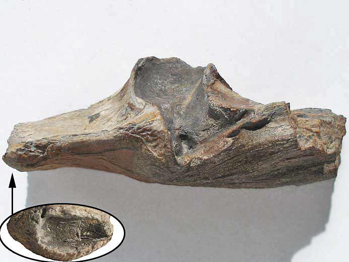 Mandibule Sauroptrygien articulaire fossile jurassique Boulonnais