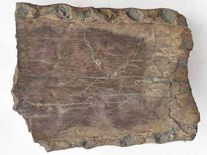Crocodile fossile : Mchoire fossile jurassique Boulonnais