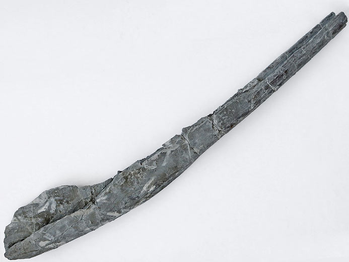 Ichthyosaurien (ophtalmosauridae) : Angulaire fossile jurassique Boulonnais