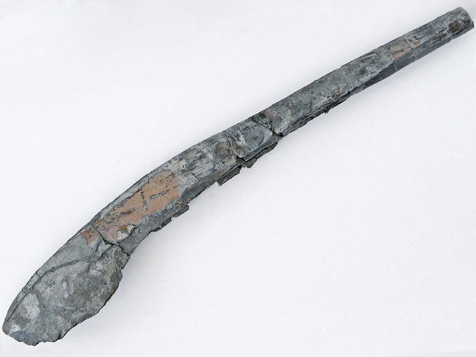 Ichthyosaurien (ophtalmosauridae) : Angulaire fossile jurassique Boulonnais