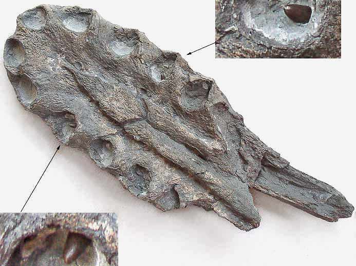 Mandibule Sauroptrygien Pliosauridae fossile jurassique Boulonnais IMAGE SOUMISE A COPYRIGHT