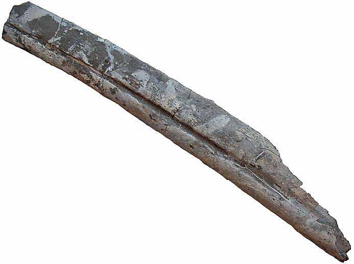 Ichthyosaurien: prmaxillaire fossile jurassique Boulonnais IMAGE SOUMISE A COPYRIGHT