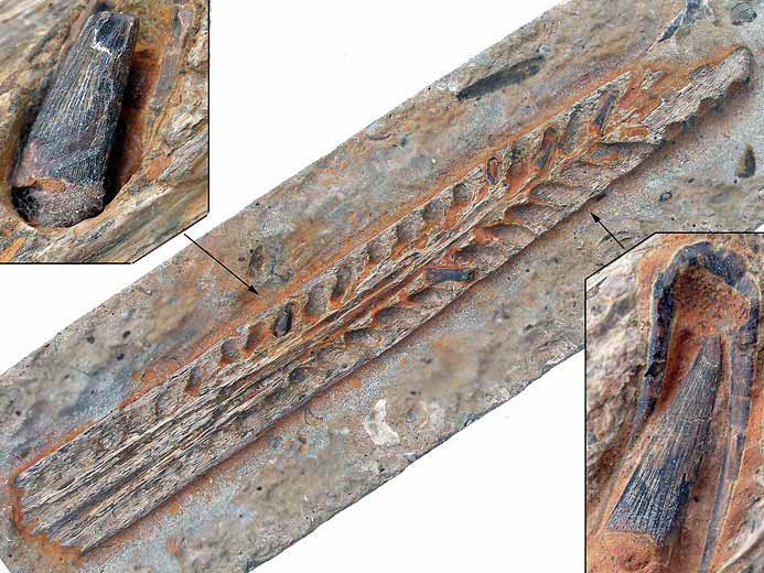 Machoire Sauroptrygien Pliosauridae fossile jurassique Boulonnais IMAGE SOUMISE A COPYRIGHT