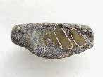 mchoire fossile de reptile du jurassique Boulonnais